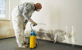 Best Environmental Consulting for Mold Prevention in Beverly, MA