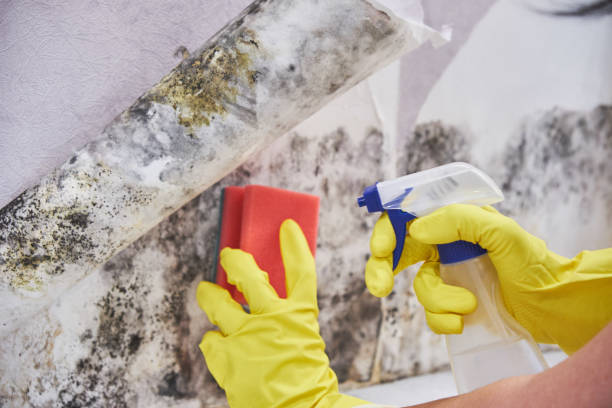 Best Real Estate Mold Inspection in Beverly, MA